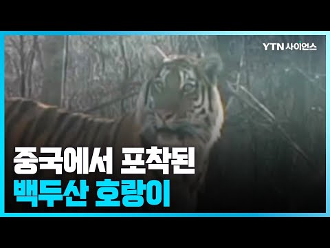 [과학뉴스] 중국서 백두산 호랑이 4마리 떼 지어 출몰...
