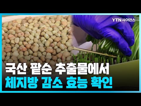 [과학뉴스] 체지방 감소에 근육량 증가 효능까지.. 농진청, 연구결과 제조업체에 이전한다