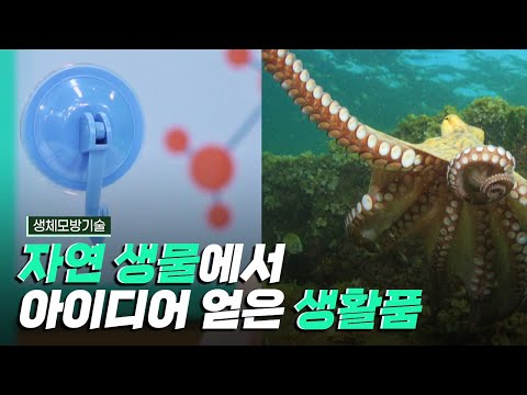 [핫클립] 자연에서 모토를 얻은 흡착판과 벨크