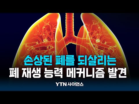 손상된 폐 되살리는 재생 능력 메커니즘 발견