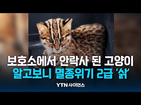 동물보호소에서 구조한 고양이 안락사...알고보니 멸종위기 '삵'