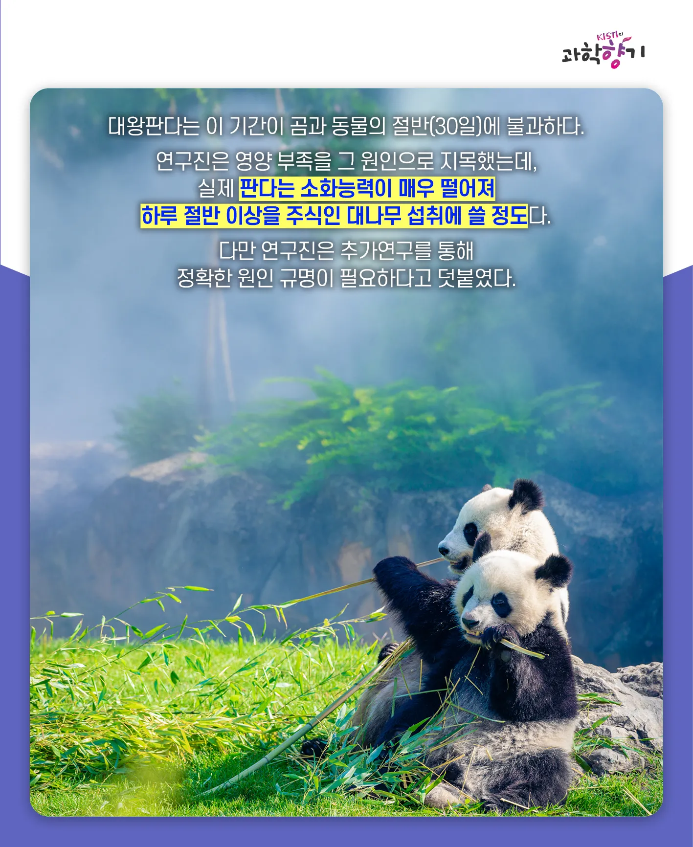 [과학향기 카드뉴스]100kg 판다가 100g 새끼 낳는다? 거대한 판다가 작은 새끼를 낳는 이유는?