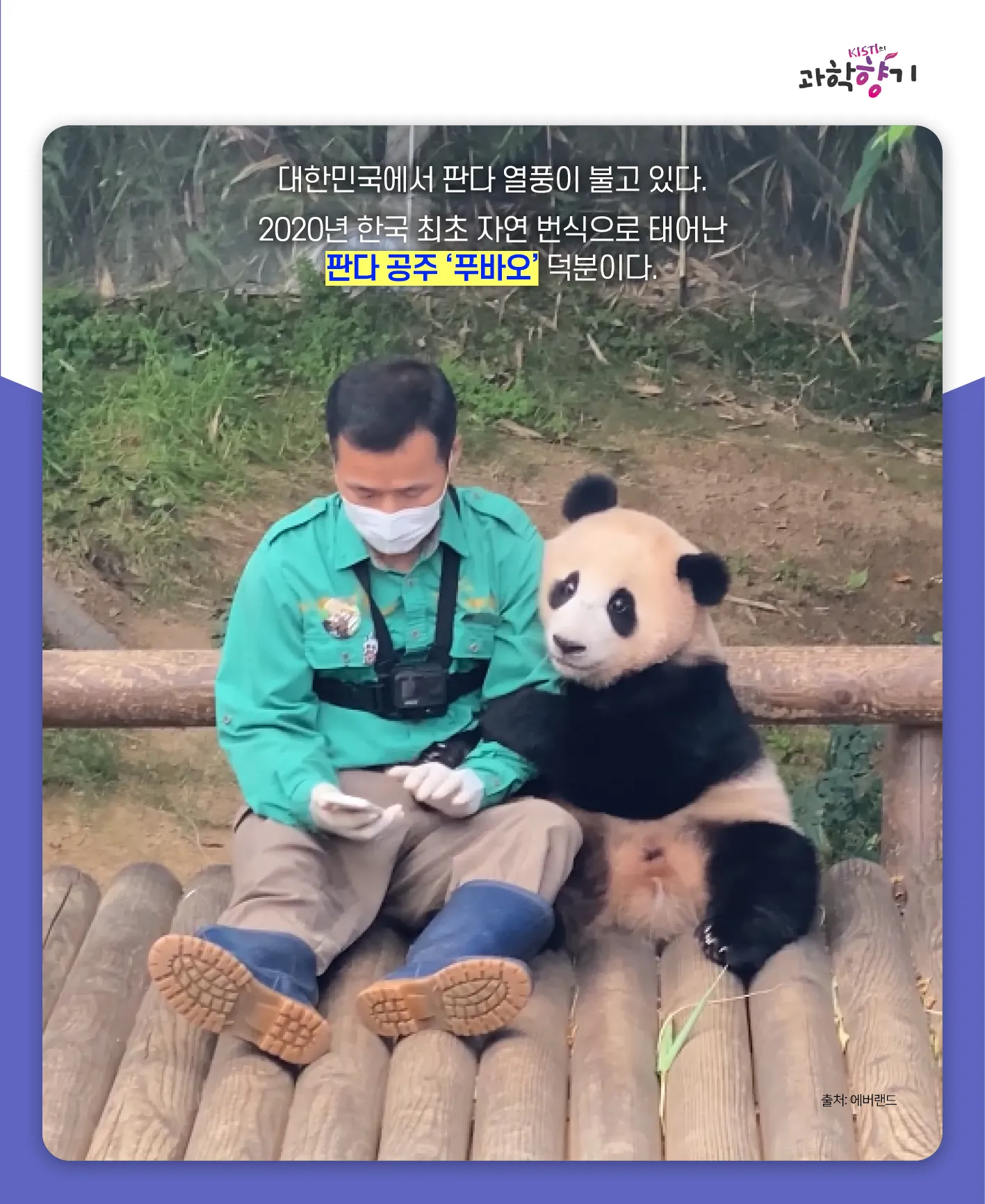 [과학향기 카드뉴스]100kg 판다가 100g 새끼 낳는다? 거대한 판다가 작은 새끼를 낳는 이유는?