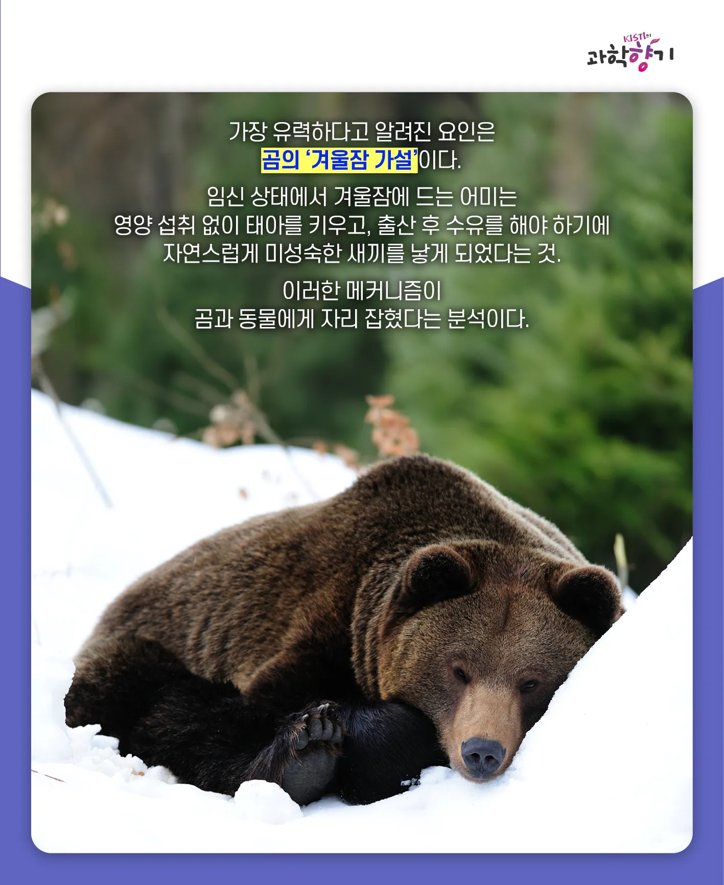 [과학향기 카드뉴스]100kg 판다가 100g 새끼 낳는다? 거대한 판다가 작은 새끼를 낳는 이유는?