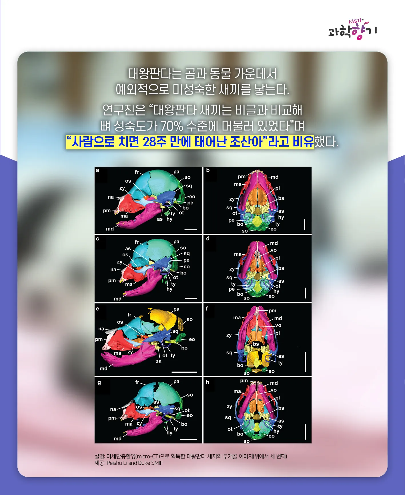 [과학향기 카드뉴스]100kg 판다가 100g 새끼 낳는다? 거대한 판다가 작은 새끼를 낳는 이유는?