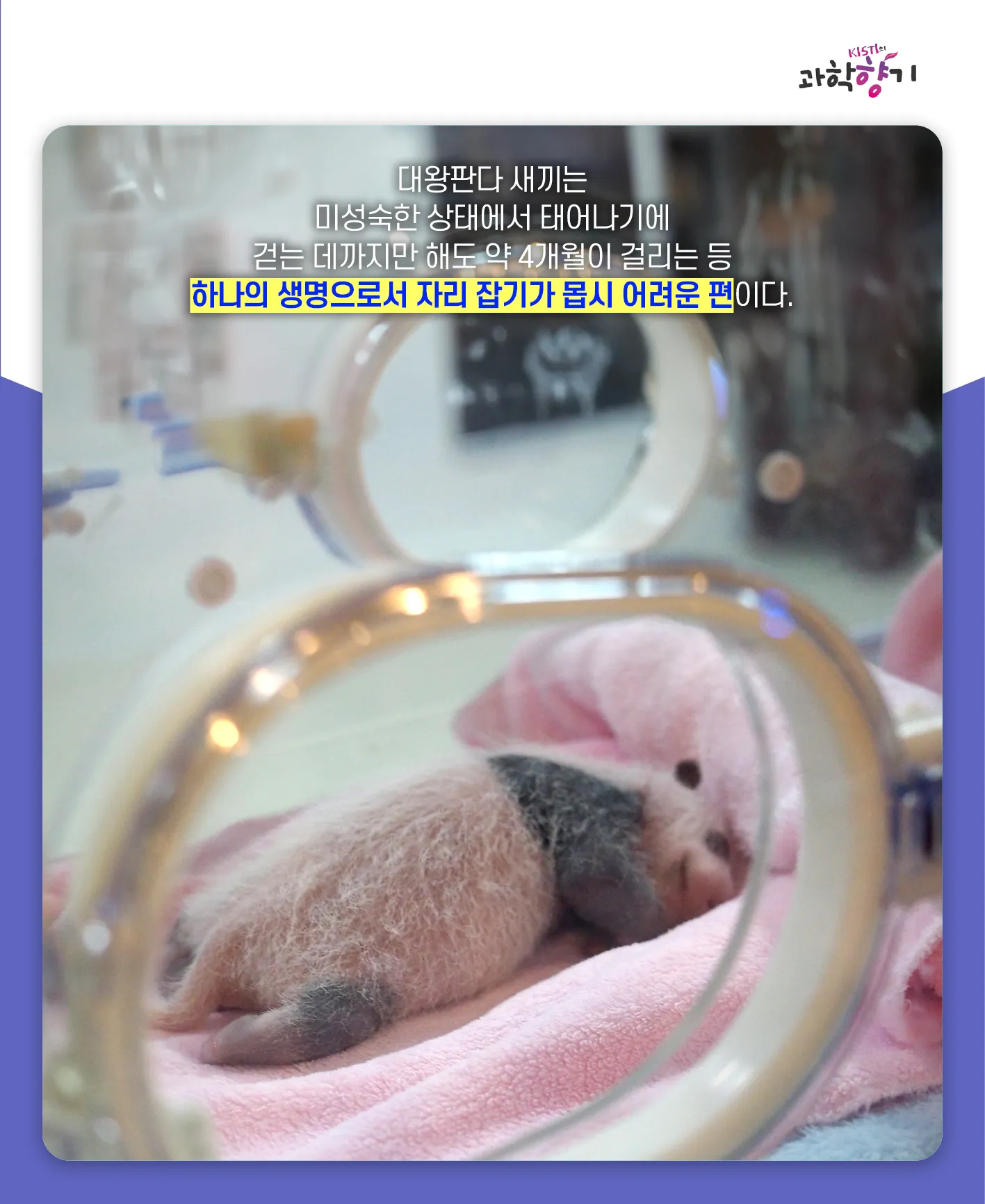 [과학향기 카드뉴스]100kg 판다가 100g 새끼 낳는다? 거대한 판다가 작은 새끼를 낳는 이유는?