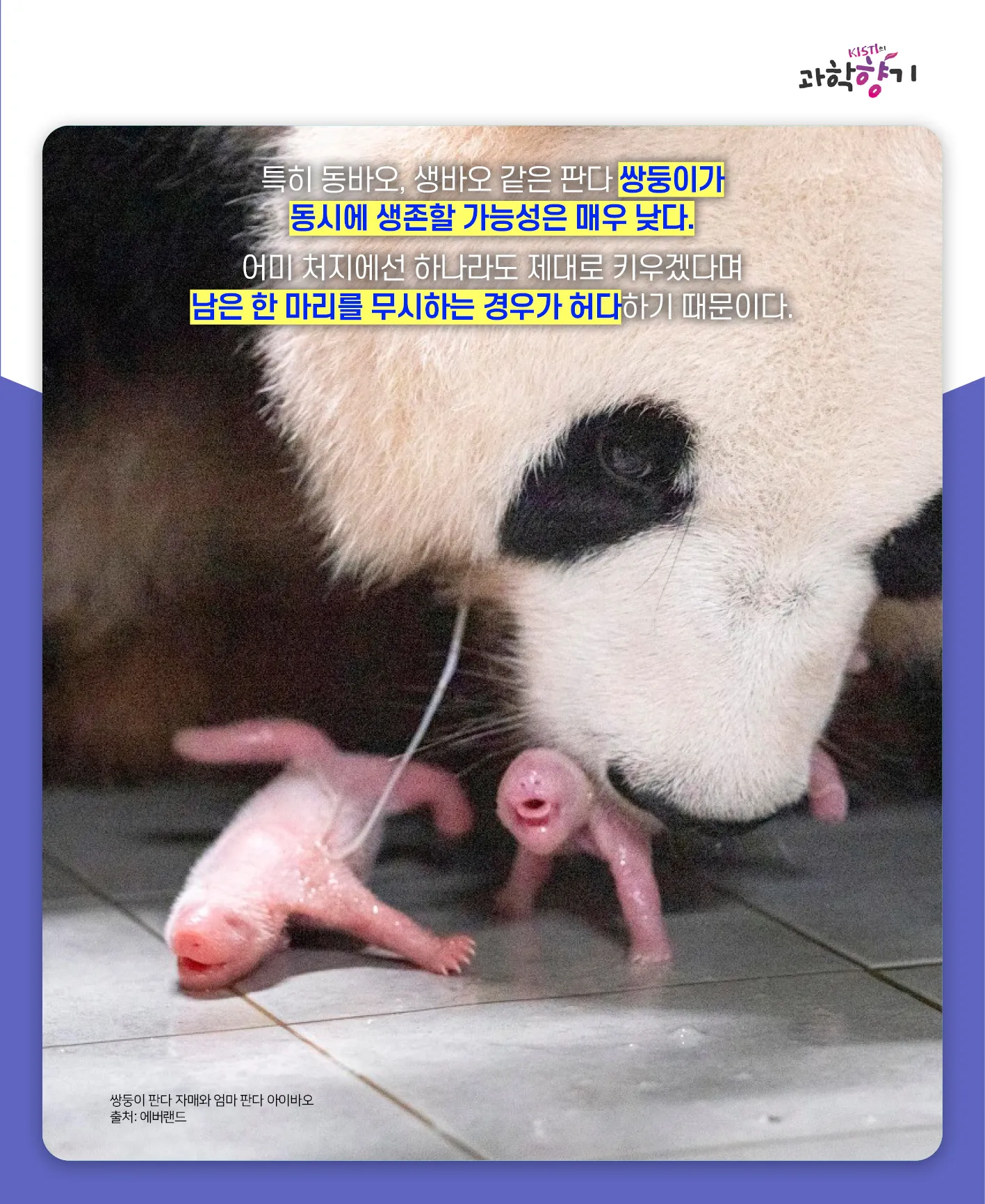 [과학향기 카드뉴스]100kg 판다가 100g 새끼 낳는다? 거대한 판다가 작은 새끼를 낳는 이유는?