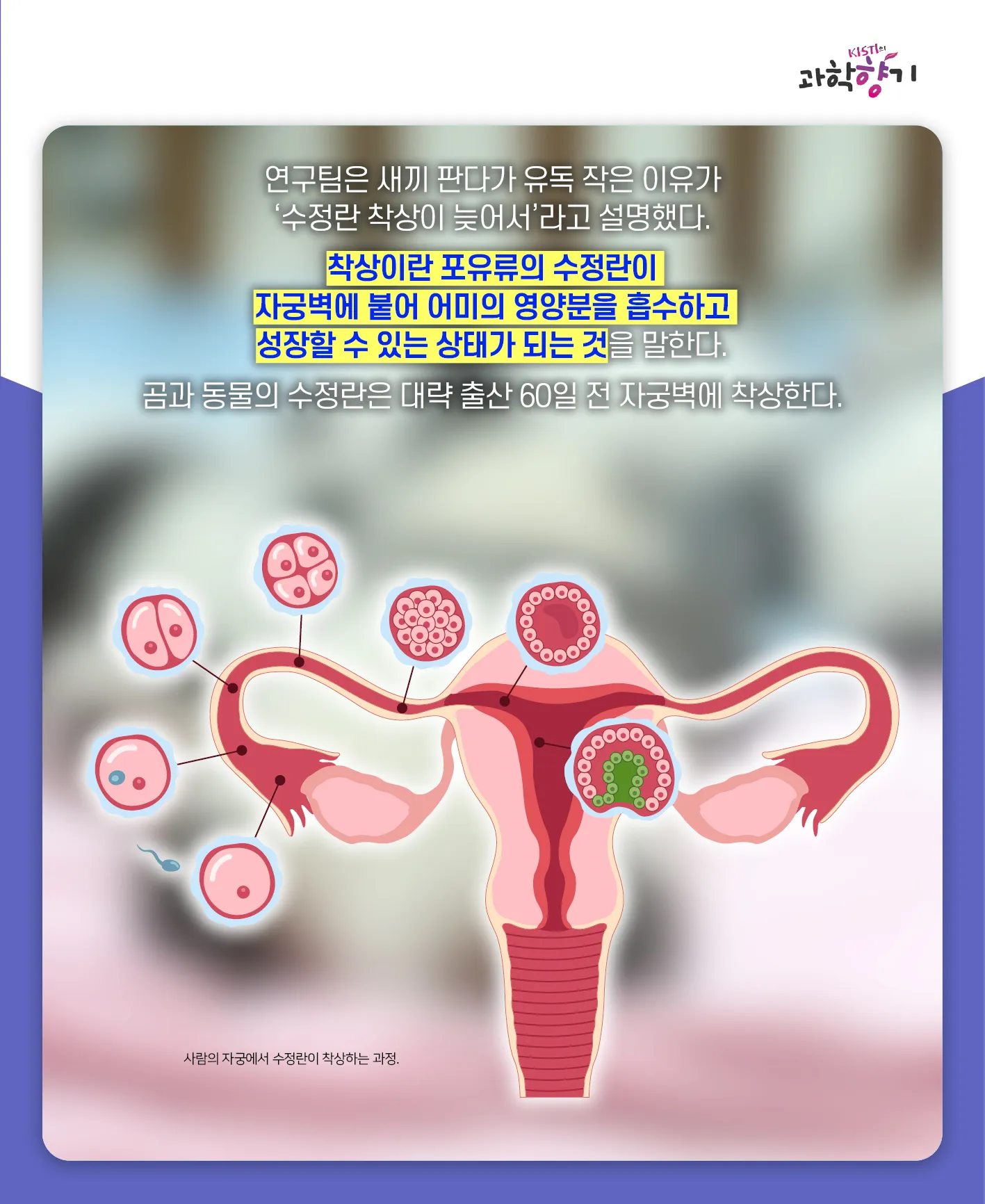 [과학향기 카드뉴스]100kg 판다가 100g 새끼 낳는다? 거대한 판다가 작은 새끼를 낳는 이유는?