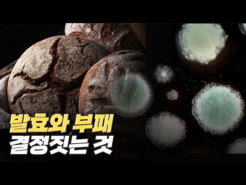 [핫클립] 발효와 부패의 차이는 무엇일까?