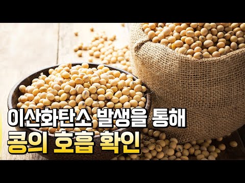 콩의 호흡, 콩이 숨을 쉬어요 / 별별실험실