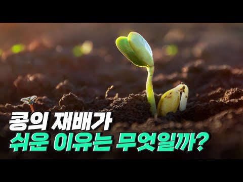 [핫클립] 콩의 단백질 제공과 생육에 일조하는 뿌리혹박테리아