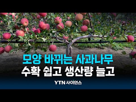 사과나무 모양이 바뀝니다'…수확 쉽고 생산량 늘고