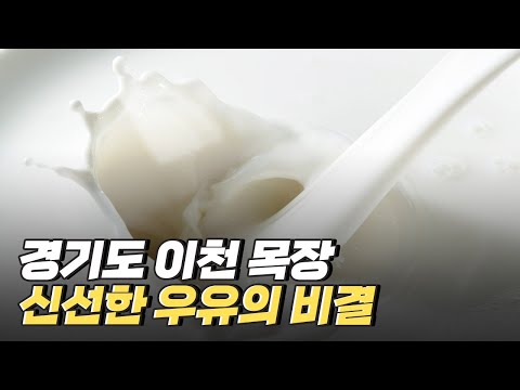 [핫클립] 깨끗하고 신선한 국산 우유는 어떻게 생산될까?