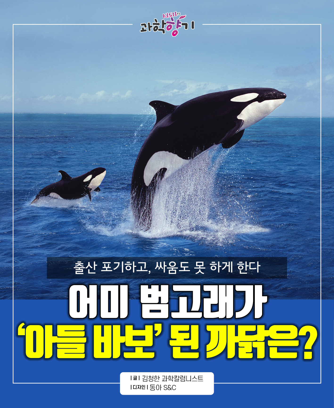 [과학향기 카드뉴스]출산 포기하고, 싸움도 못 하게 한다 어미 범고래가 ‘아들 바보’ 된 까닭은?