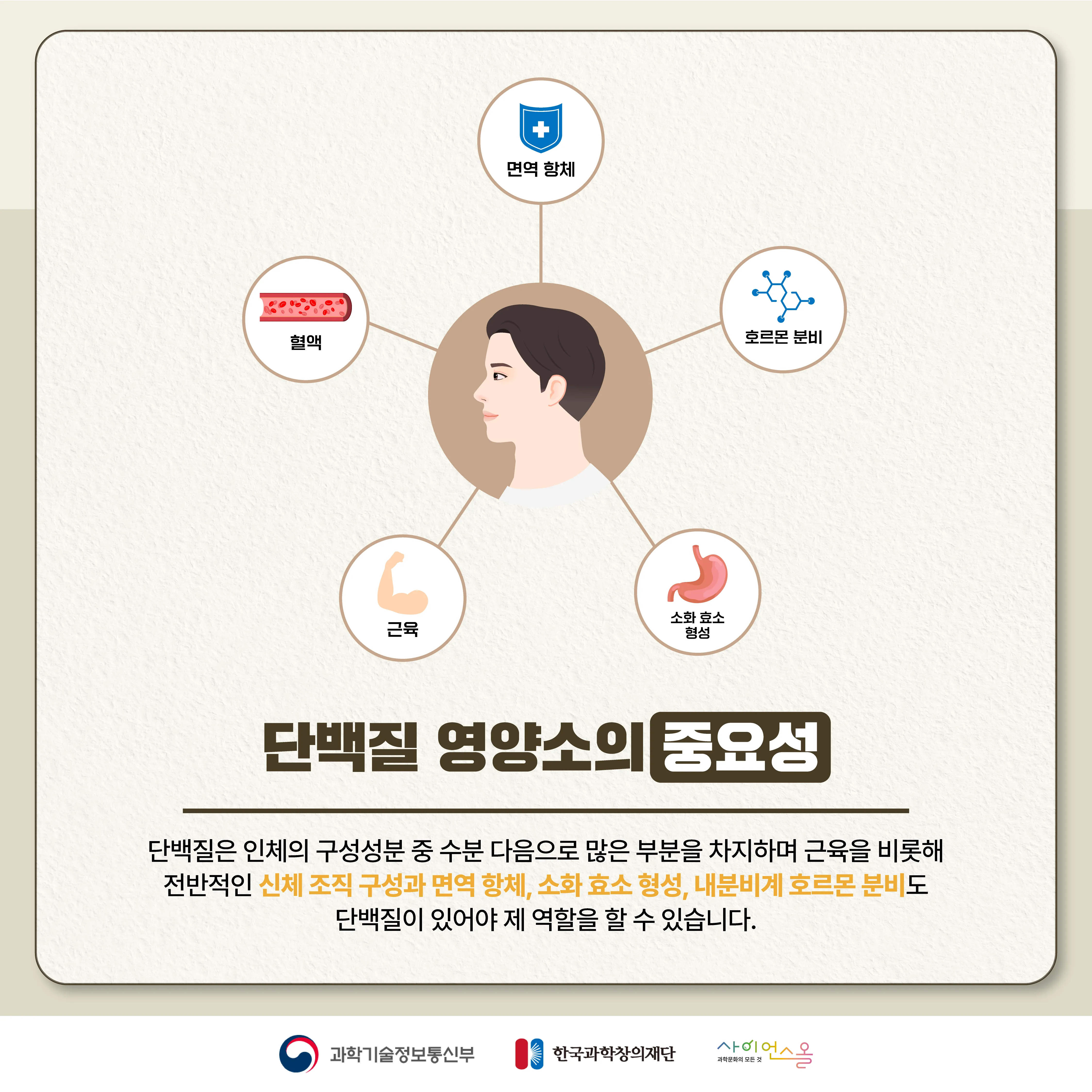 [달콤쌉싸름 과학] 단백질을 많이 먹으면 근육이 더 생길까? 단백질의 두 얼굴