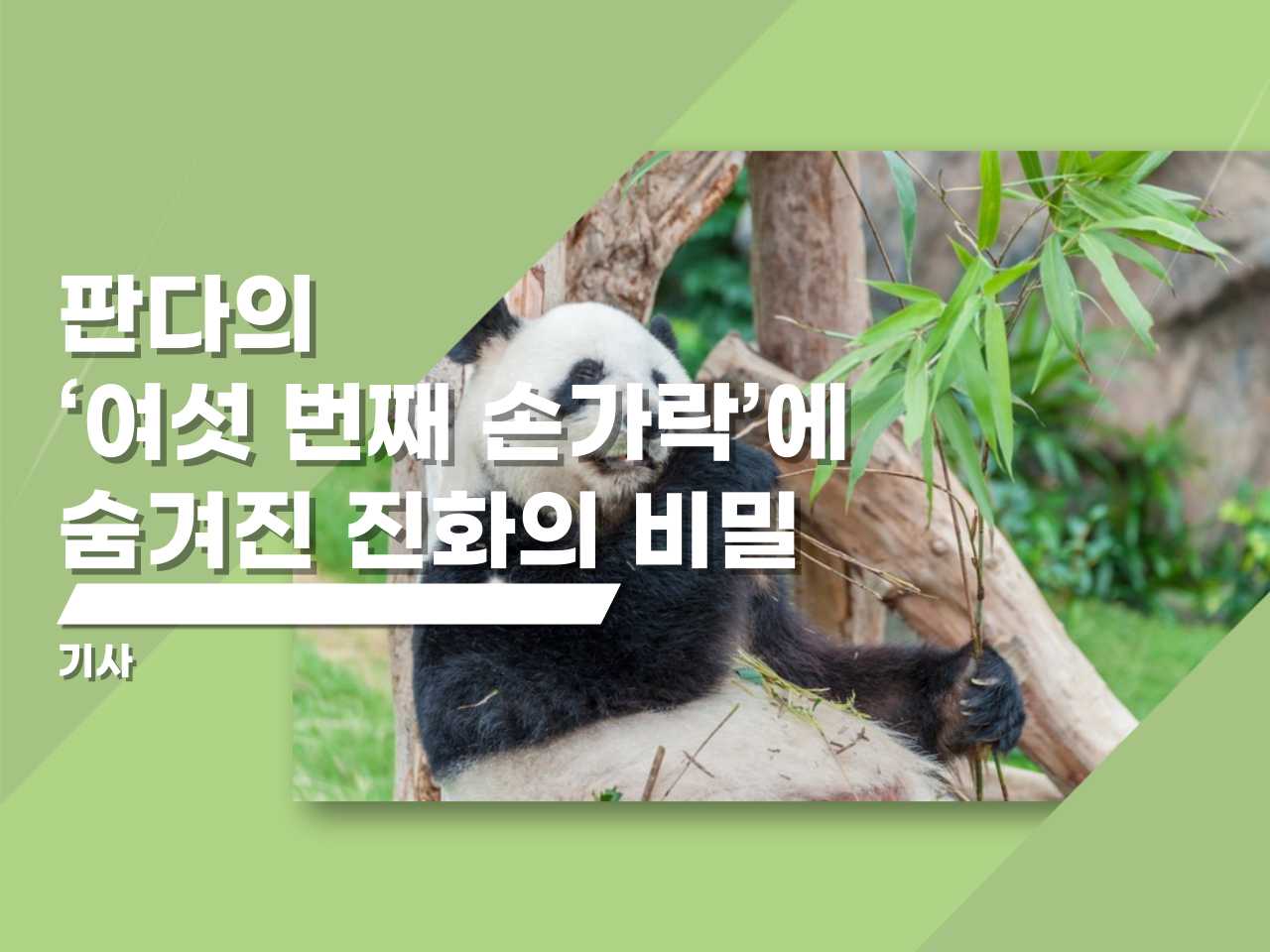 판다의 ‘여섯 번째 손가락’에 숨겨진 진화의 비밀