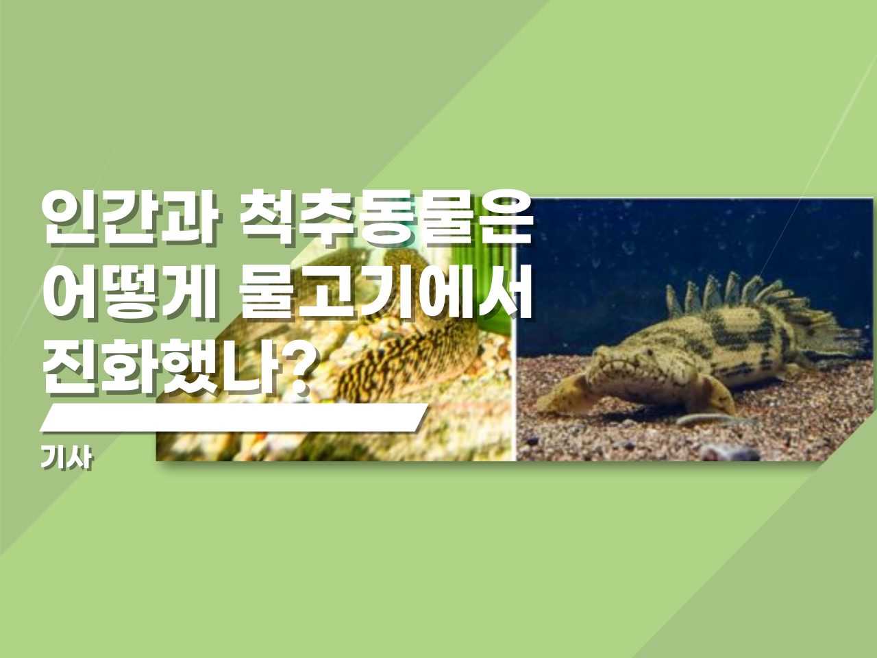 인간과 척추동물은 어떻게 물고기에서 진화했나?