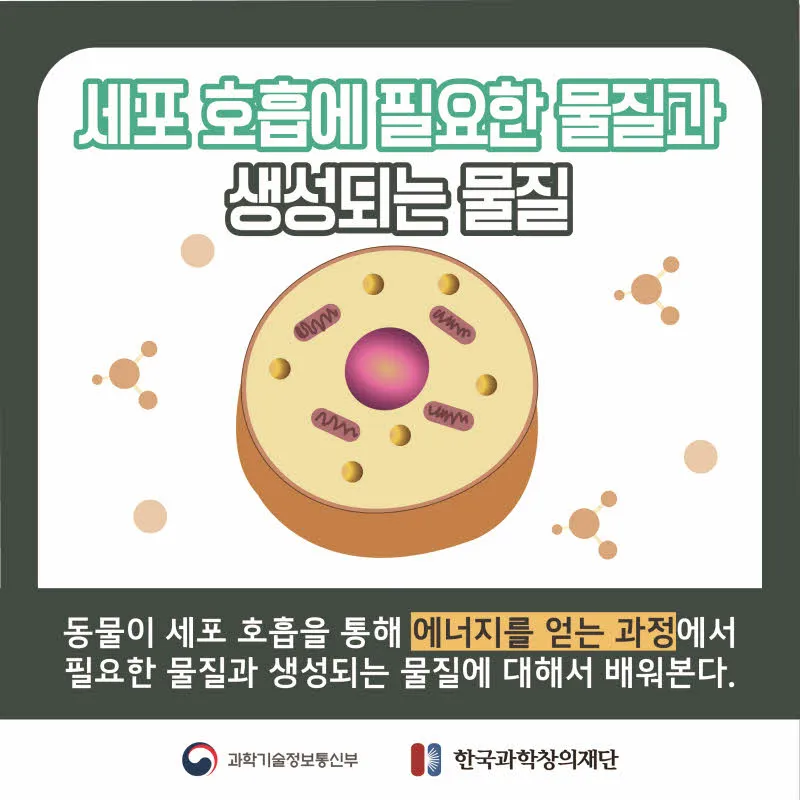 [분야] 생물<br>[주제] 동물이 세포 호흡을 통해 에너지를 얻는 과정<br>[콘텐츠명]세포 호흡에 필요한 물질과 생성되는 물질(도입)<br>[유형] 카드뉴스<br>[난이도] 중등 이상