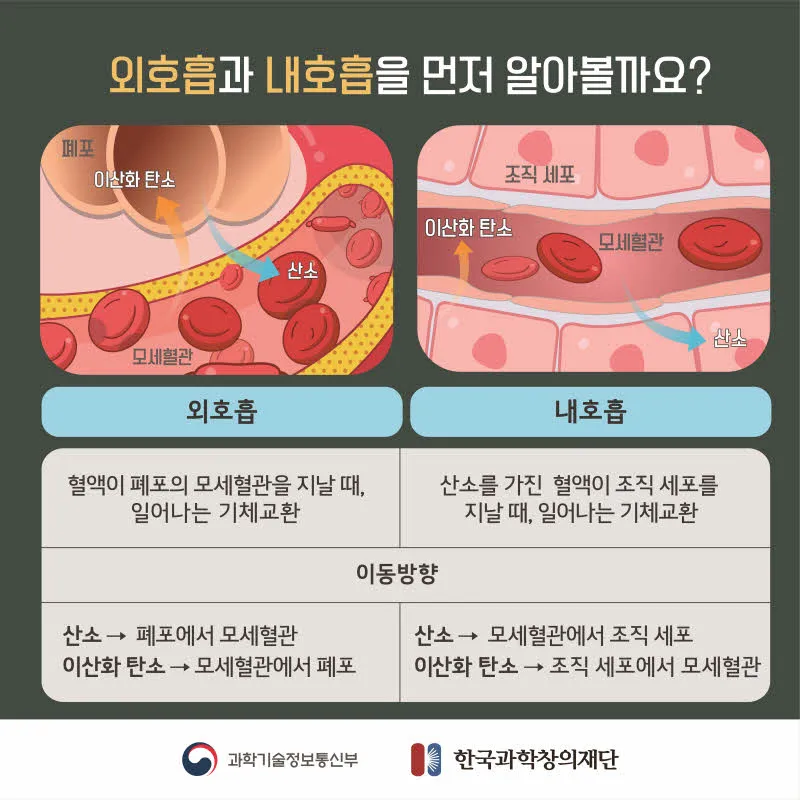 [분야] 생물<br>[주제] 동물이 세포 호흡을 통해 에너지를 얻는 과정<br>[콘텐츠명]세포 호흡에 필요한 물질과 생성되는 물질(도입)<br>[유형] 카드뉴스<br>[난이도] 중등 이상