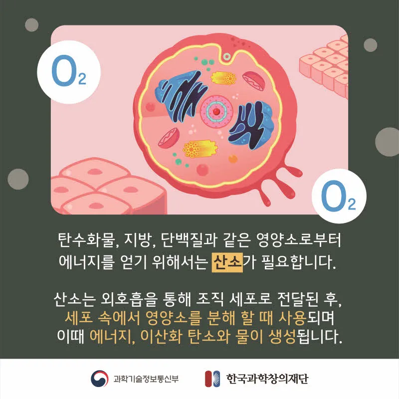 [분야] 생물<br>[주제] 동물이 세포 호흡을 통해 에너지를 얻는 과정<br>[콘텐츠명]세포 호흡에 필요한 물질과 생성되는 물질(도입)<br>[유형] 카드뉴스<br>[난이도] 중등 이상