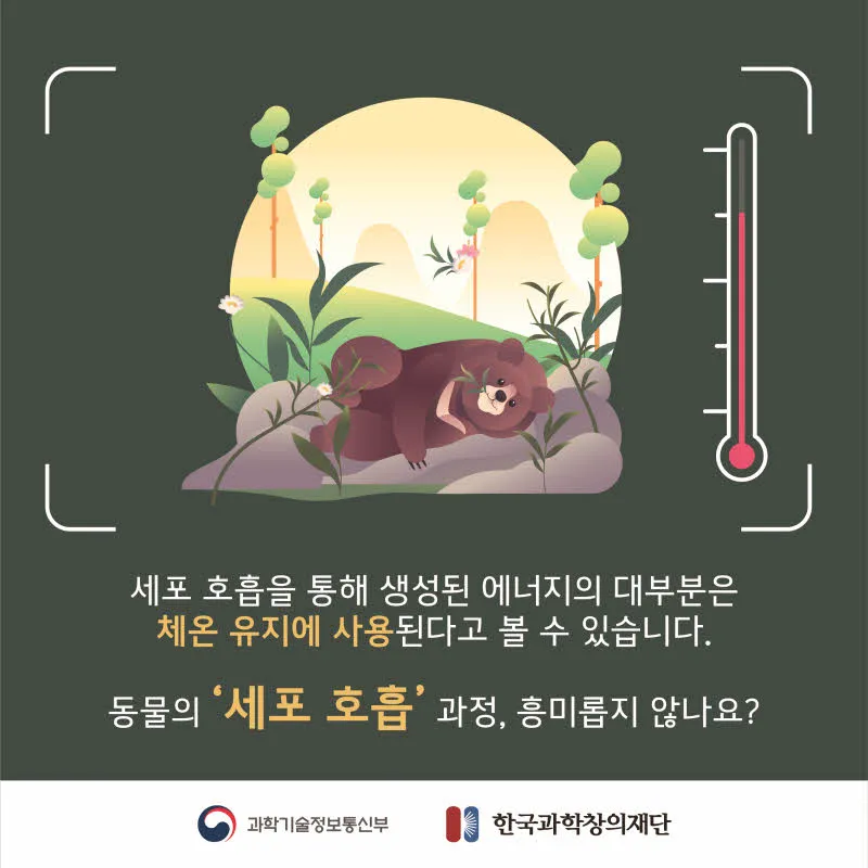 [분야] 생물<br>[주제] 동물이 세포 호흡을 통해 에너지를 얻는 과정<br>[콘텐츠명]세포 호흡에 필요한 물질과 생성되는 물질(도입)<br>[유형] 카드뉴스<br>[난이도] 중등 이상