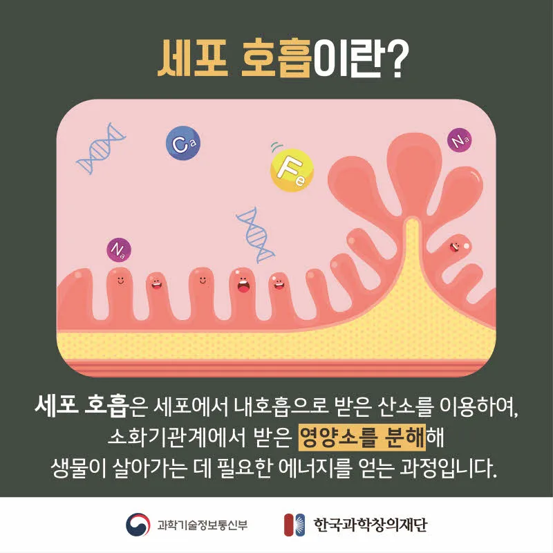 [분야] 생물<br>[주제] 동물이 세포 호흡을 통해 에너지를 얻는 과정<br>[콘텐츠명]세포 호흡에 필요한 물질과 생성되는 물질(도입)<br>[유형] 카드뉴스<br>[난이도] 중등 이상