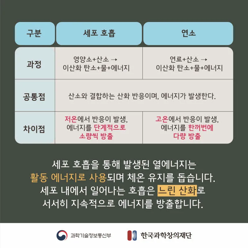 [분야] 생물<br>[주제] 동물이 세포 호흡을 통해 에너지를 얻는 과정<br>[콘텐츠명]세포 호흡에 필요한 물질과 생성되는 물질(도입)<br>[유형] 카드뉴스<br>[난이도] 중등 이상