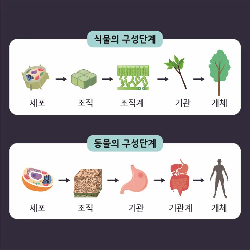 [분야] 생물<br>[주제] 생물의 유기적 구성 단계<br>[콘텐츠명] 생물의 다양한 유기적 구성단계(도입) <br>[유형] 카드뉴스<br>[난이도] 중등 이상