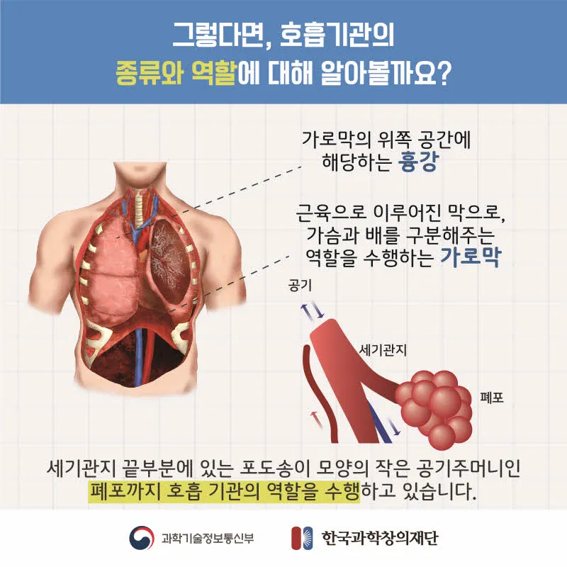 [분야] 생물<br>[주제] 호흡 기관의 구조와 기능 이해<br>[콘텐츠명] 호흡계와 호흡의 의미(도입)<br>[유형] 카드뉴스<br>[난이도] 중등 이상