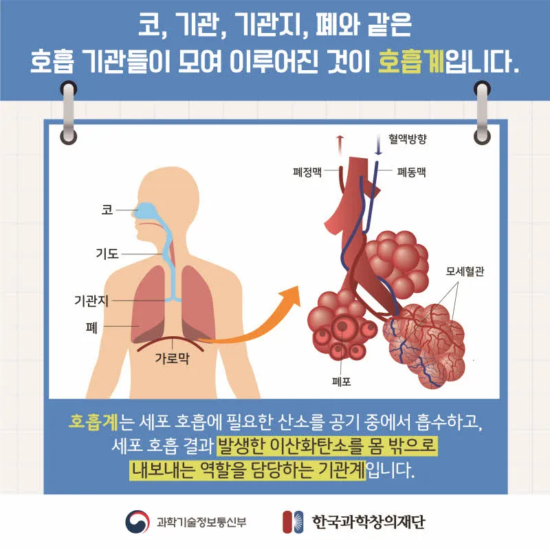 [분야] 생물<br>[주제] 호흡 기관의 구조와 기능 이해<br>[콘텐츠명] 호흡계와 호흡의 의미(도입)<br>[유형] 카드뉴스<br>[난이도] 중등 이상