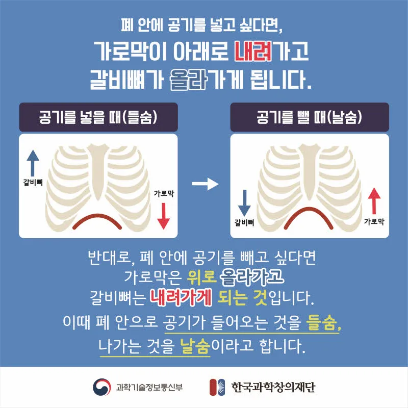 [분야] 생물<br>[주제] 호흡 기관의 구조와 기능 이해<br>[콘텐츠명] 호흡 운동의 원리 이해하기(정리)<br>[유형] 카드뉴스<br>[난이도] 중등 이상