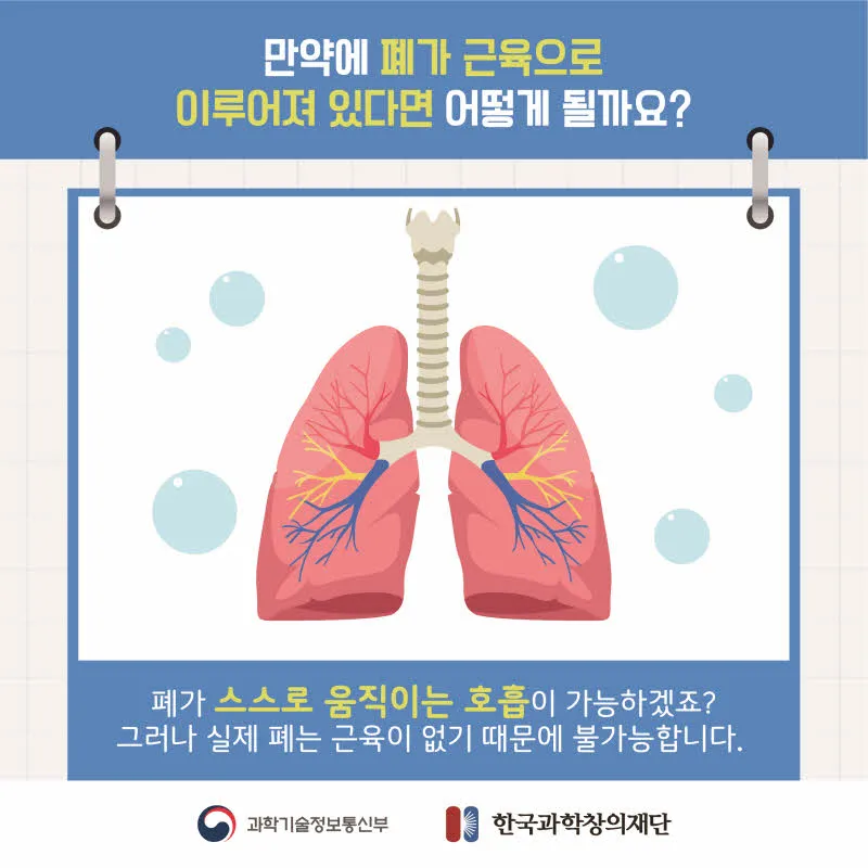 [분야] 생물<br>[주제] 호흡 기관의 구조와 기능 이해<br>[콘텐츠명] 호흡 운동의 원리 이해하기(정리)<br>[유형] 카드뉴스<br>[난이도] 중등 이상