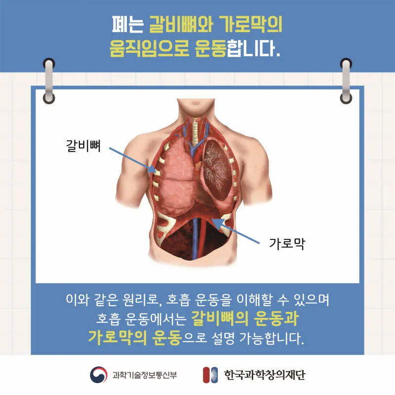 [분야] 생물<br>[주제] 호흡 기관의 구조와 기능 이해<br>[콘텐츠명] 호흡 운동의 원리 이해하기(정리)<br>[유형] 카드뉴스<br>[난이도] 중등 이상