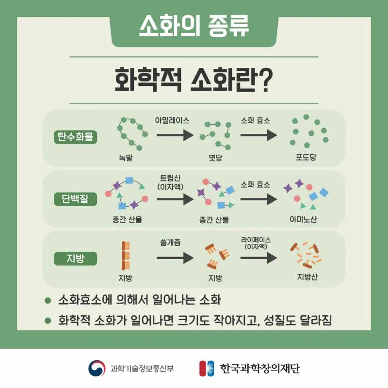 [분야] 생물<br>[주제] 소화 효소의 작용<br>[콘텐츠명] 음식물이 소화되어야 하는 이유(도입)<br>[유형] 카드뉴스<br>[난이도] 중등 이상