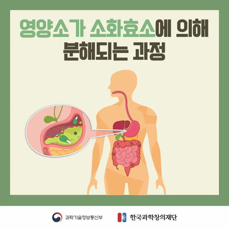 [분야] 생물<br>[주제] 소화 효소의 작용<br>[콘텐츠명] 영양소가 소화 효소에 의해 분해되는 과정(전개)<br>[유형] 카드뉴스<br>[난이도] 중등 이상