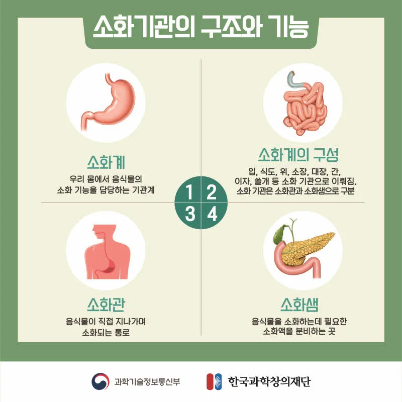 [분야] 생물<br>[주제] 소화 효소의 작용<br>[콘텐츠명] 영양소가 소화 효소에 의해 분해되는 과정(전개)<br>[유형] 카드뉴스<br>[난이도] 중등 이상
