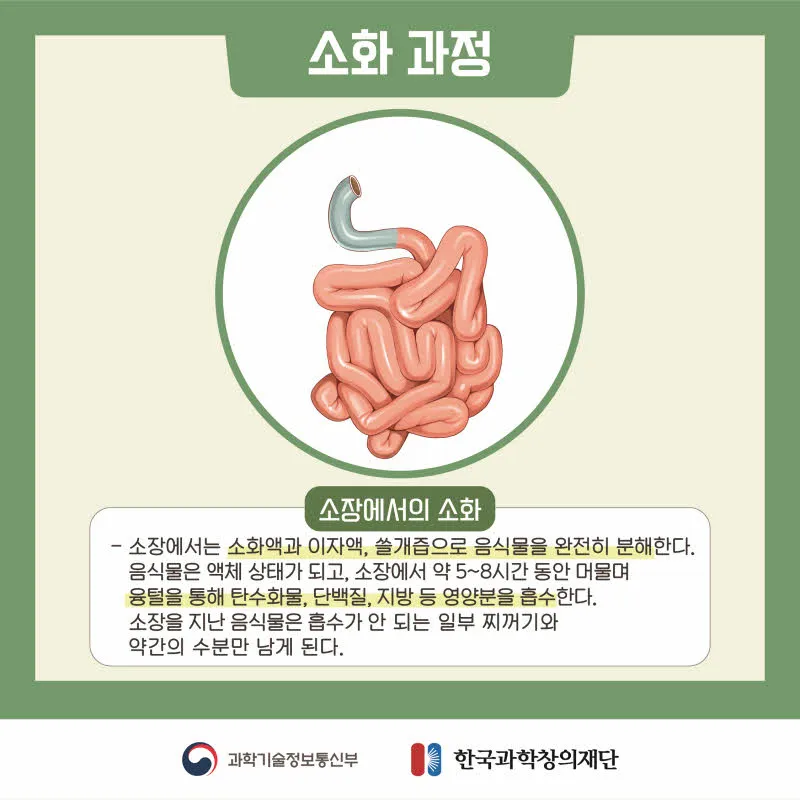 [분야] 생물<br>[주제] 소화 효소의 작용<br>[콘텐츠명] 영양소가 소화 효소에 의해 분해되는 과정(전개)<br>[유형] 카드뉴스<br>[난이도] 중등 이상