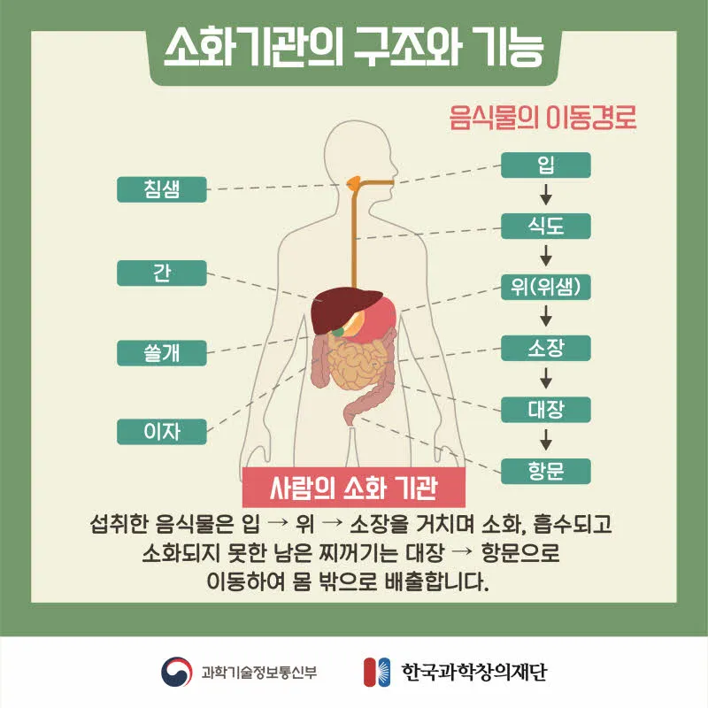 [분야] 생물<br>[주제] 소화 효소의 작용<br>[콘텐츠명] 영양소가 소화 효소에 의해 분해되는 과정(전개)<br>[유형] 카드뉴스<br>[난이도] 중등 이상