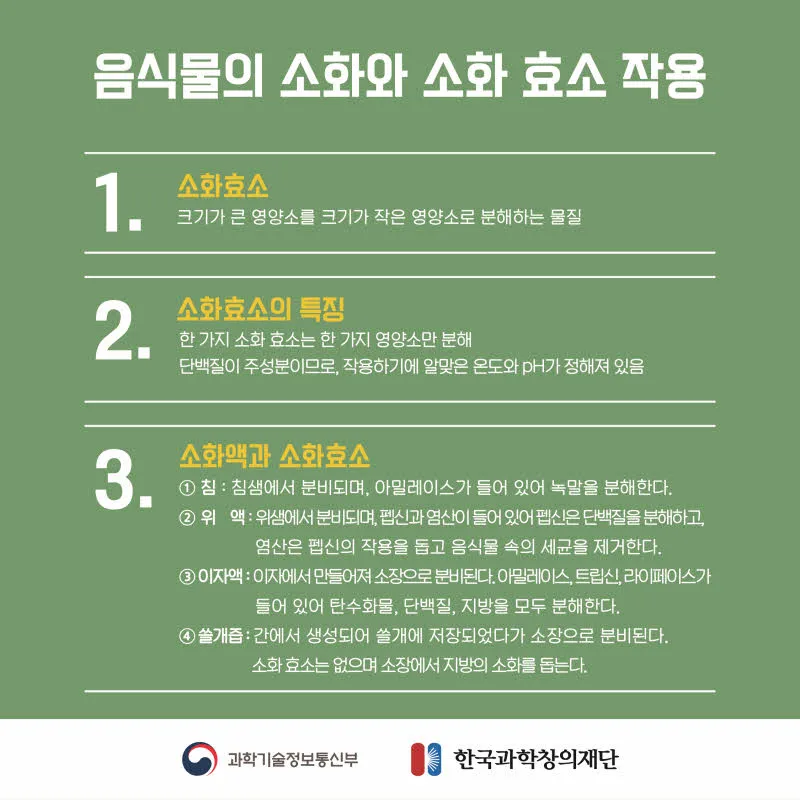 [분야] 생물<br>[주제] 소화 효소의 작용<br>[콘텐츠명] 영양소가 소화 효소에 의해 분해되는 과정(전개)<br>[유형] 카드뉴스<br>[난이도] 중등 이상