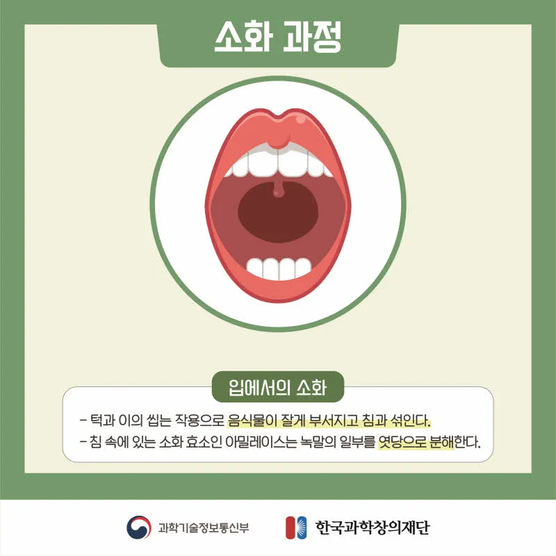 [분야] 생물<br>[주제] 소화 효소의 작용<br>[콘텐츠명] 영양소가 소화 효소에 의해 분해되는 과정(전개)<br>[유형] 카드뉴스<br>[난이도] 중등 이상
