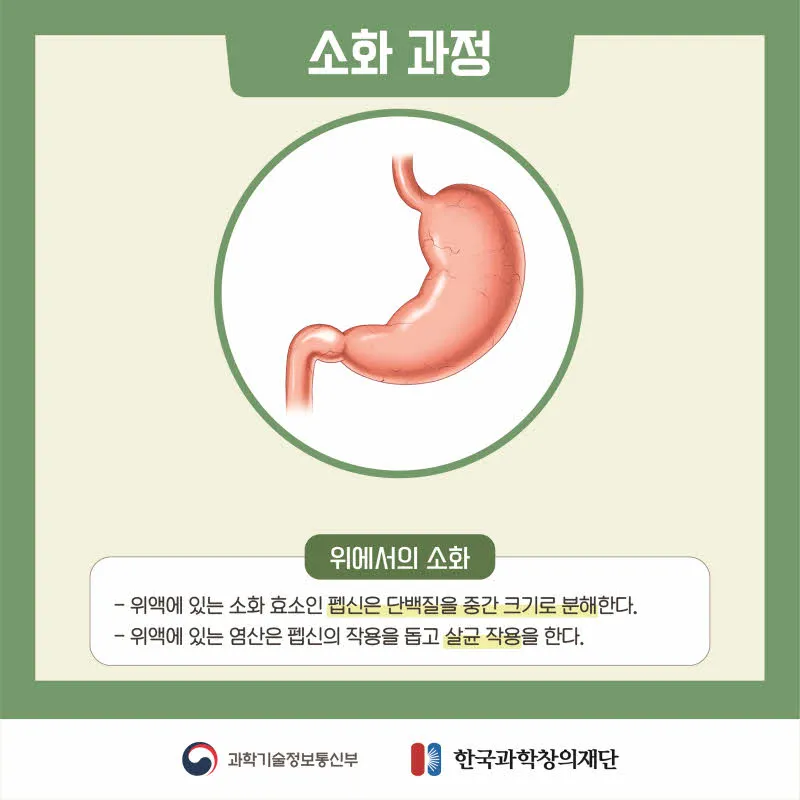 [분야] 생물<br>[주제] 소화 효소의 작용<br>[콘텐츠명] 영양소가 소화 효소에 의해 분해되는 과정(전개)<br>[유형] 카드뉴스<br>[난이도] 중등 이상