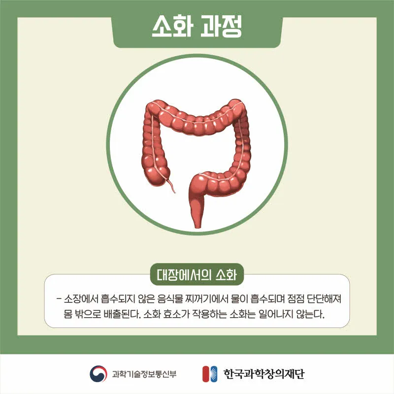 [분야] 생물<br>[주제] 소화 효소의 작용<br>[콘텐츠명] 영양소가 소화 효소에 의해 분해되는 과정(전개)<br>[유형] 카드뉴스<br>[난이도] 중등 이상