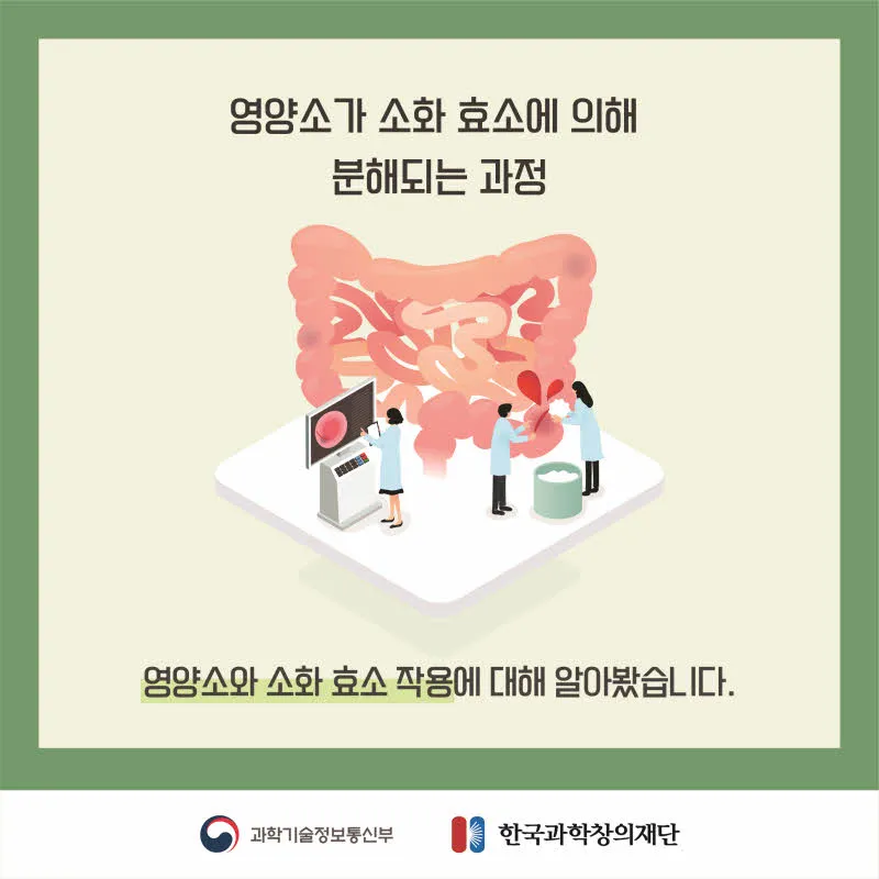 [분야] 생물<br>[주제] 소화 효소의 작용<br>[콘텐츠명] 영양소가 소화 효소에 의해 분해되는 과정(전개)<br>[유형] 카드뉴스<br>[난이도] 중등 이상