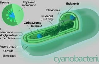 남조류의 세포 구조 ⓒ Wikipedia