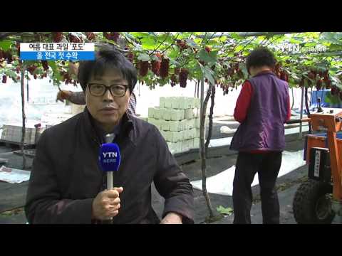 [사이언스 TV] 여름 대표 과일 ‘포도’ 첫 수확