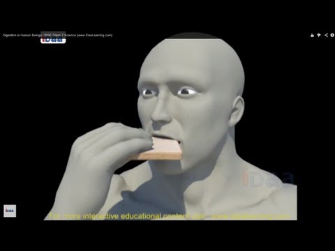 3D로 보는 사람의 소화기관