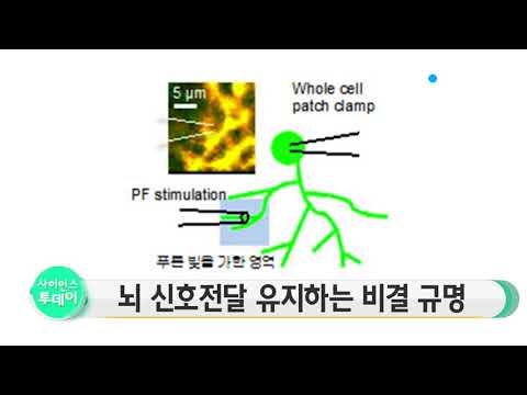 [사이언스 TV] 뇌 신호전달 안정적으로 유지하는 비결 규명