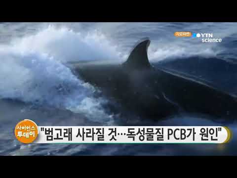[사이언스TV] 범고래 사라질 것, 독성물질 PCB 원인