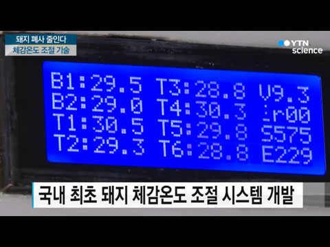 [사이언스TV] 체감온도 조절로 돼지 폐사 잡는다!