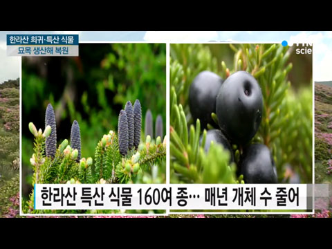 [사이언스TV] 한라산 희귀·특산식물 묘목 본격 생산 자생지에 복원